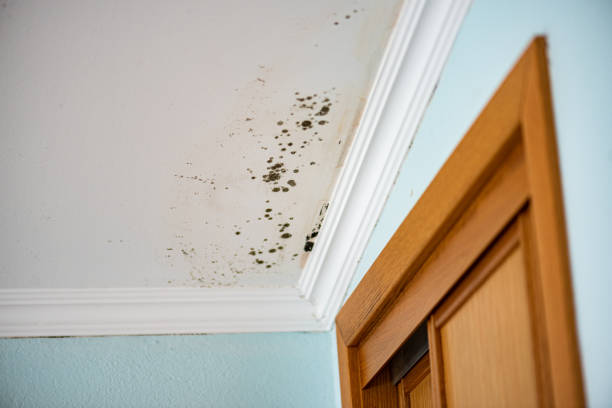 Best Health and Safety Mold Remediation in Moa, UT