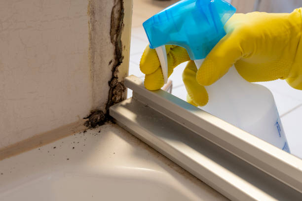 Best Basement Mold Remediation in Moa, UT