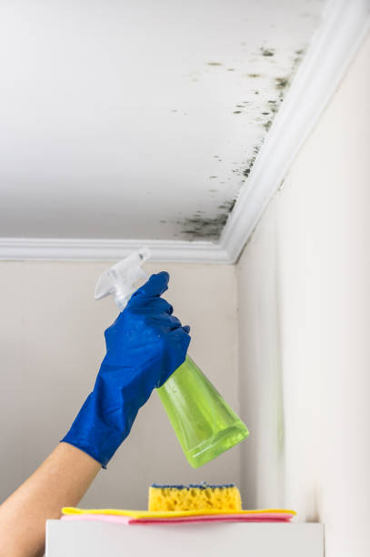 Best Commercial Mold Remediation in Moa, UT